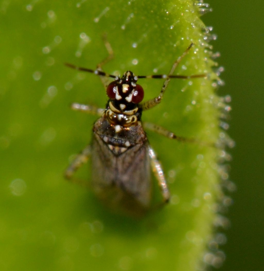 Miridae: Dicyphus (Brachyceroea) albonasutus di Toscana (GR)